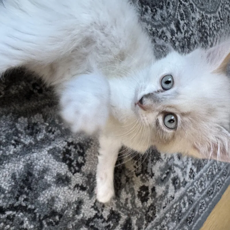 Blanca thumbnail 2