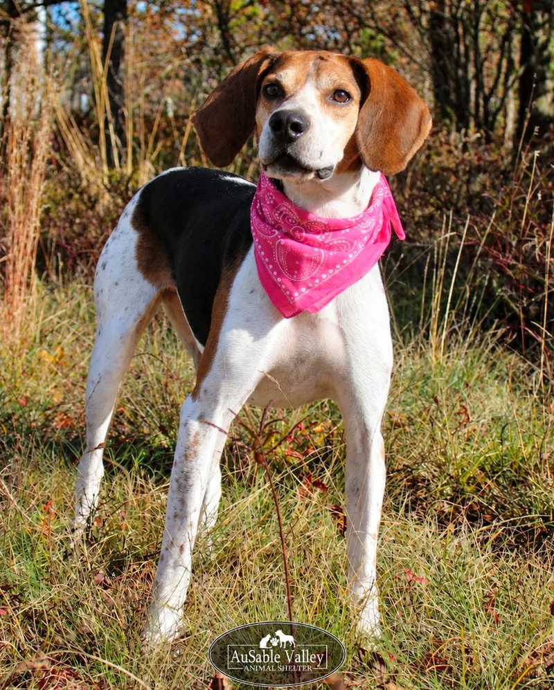 A senior medium-sized female Tricolor (Brown, Black, & White) Coonhound dog named Evie for adoption in Grayling, MI