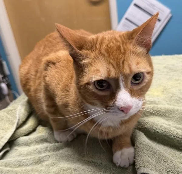 An adult medium-sized male Domestic Short Hair cat named Unk for adoption in Escondido, CA