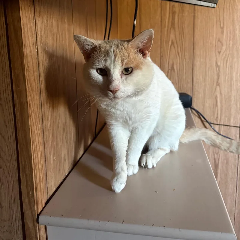Leo thumbnail 3