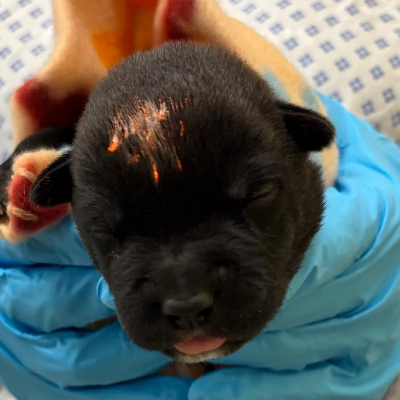 A baby medium-sized male Black Mixed Breed dog named Arizona for adoption in West Palm Beach, FL
