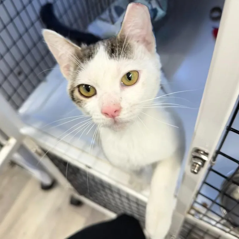 A young large-sized male Domestic Short Hair cat named Rudy for adoption in Ewing, NJ