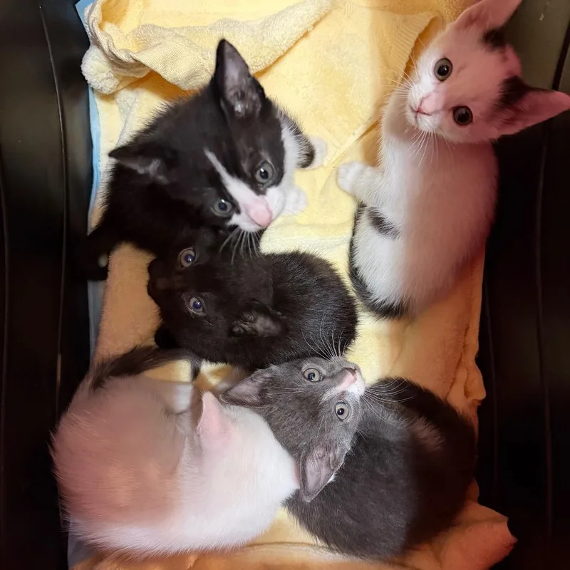A baby small-sized female White Domestic Short Hair cat named Ruby for adoption in Simi Valley, CA