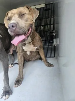 An adult large-sized female Mixed Breed dog named Mindee for adoption in Atlanta, GA