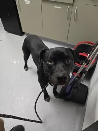 An adult large-sized male Mixed Breed dog named Rick for adoption in West Chester, PA
