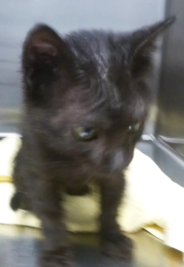 A baby small-sized male Domestic Short Hair cat named Binx for adoption in Lafayette, LA
