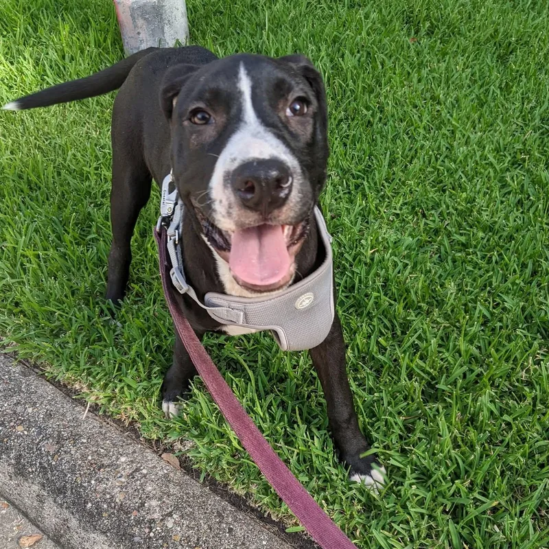 Loki