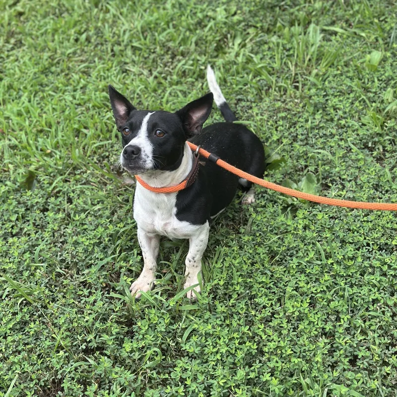 A young small-sized female Terrier dog named Daphne for adoption in Meherrin, VA