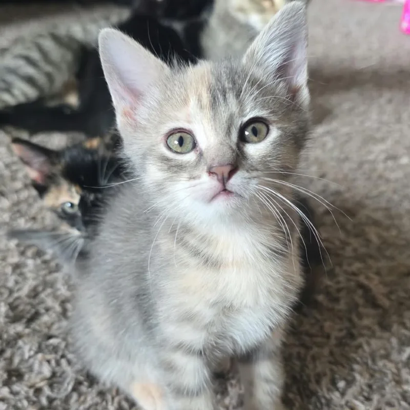 A baby small-sized female Orange / Red Domestic Short Hair cat named Bellagio for adoption in Buffalo, MN