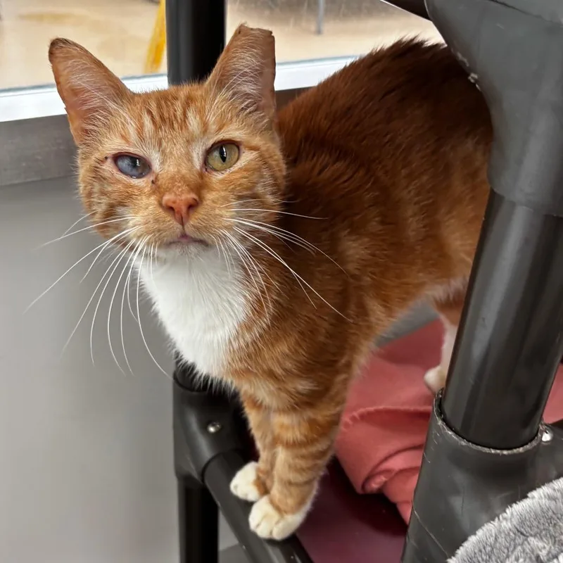 A senior medium-sized male Orange / Red Domestic Short Hair cat named Bourbon for adoption in Corpus Christi, TX