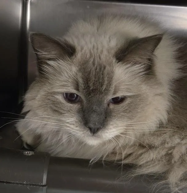 A senior extra large-sized female Gray & White Ragdoll cat named Sarafina for adoption in North Myrtle Beach, SC