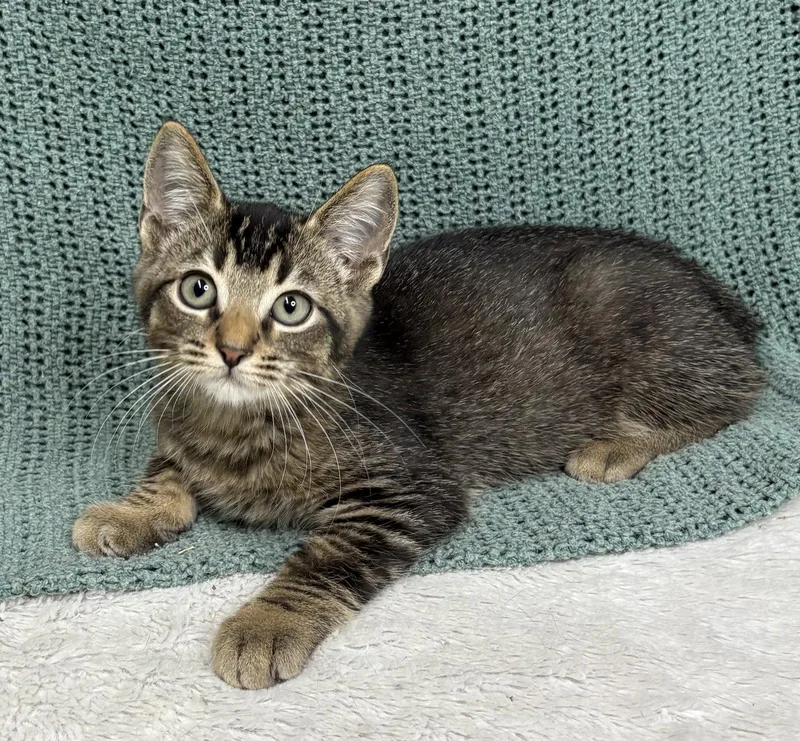 A baby medium-sized male Brown / Chocolate Domestic Short Hair cat named Scorpion for adoption in Wetumpka, AL