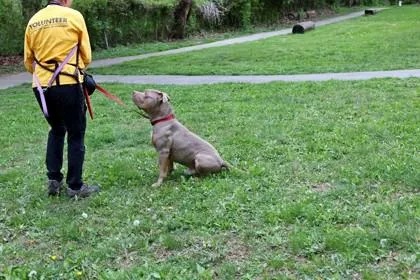 An adult large-sized male Mixed Breed dog named Thor for adoption in West Chester, PA