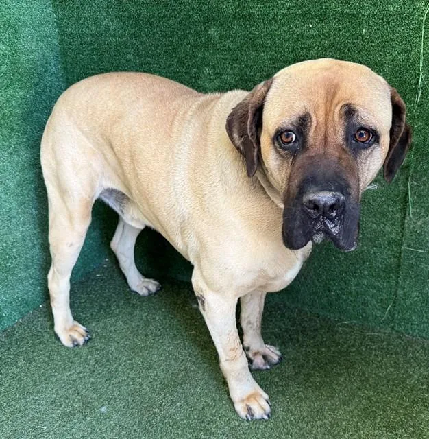 An adult large-sized male Mastiff dog named Hercules for adoption in Lancaster, CA