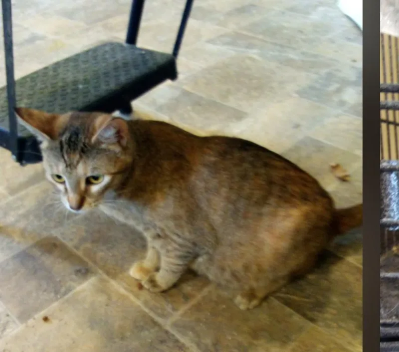 A young medium-sized female Domestic Short Hair cat named Cheesecake for adoption in Thatcher, AZ