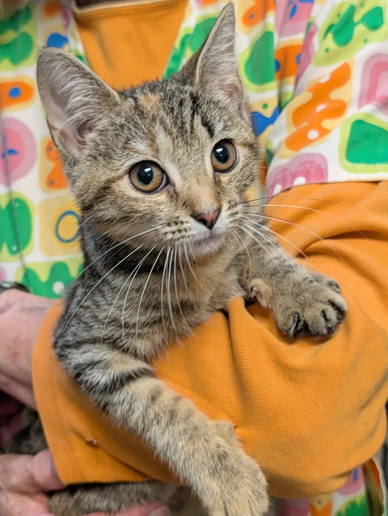 A baby medium-sized female Tabby (Orange / Red) Domestic Short Hair cat named Vergie for adoption in Chambersburg, PA