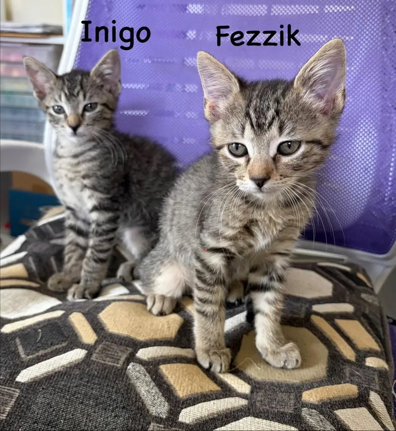 A baby medium-sized male Domestic Short Hair cat named Fezzik for adoption in New Orleans, LA