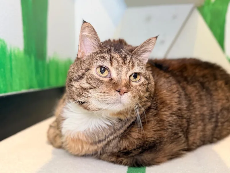 An adult medium-sized female Domestic Short Hair cat named Meatball for adoption in Menomonie, WI
