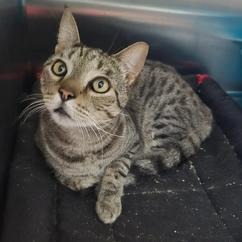 An adult large-sized male Brown / Chocolate Domestic Short Hair cat named Milo for adoption in Spokane, WA