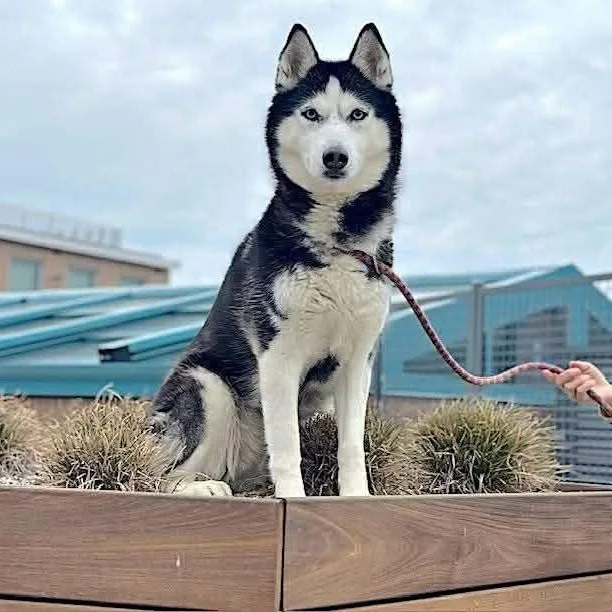 A young medium-sized female Siberian Husky dog named Aurora for adoption in New York, NY