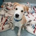 A baby medium-sized male Siberian Husky dog named Tater for adoption in Santa Cruz, CA