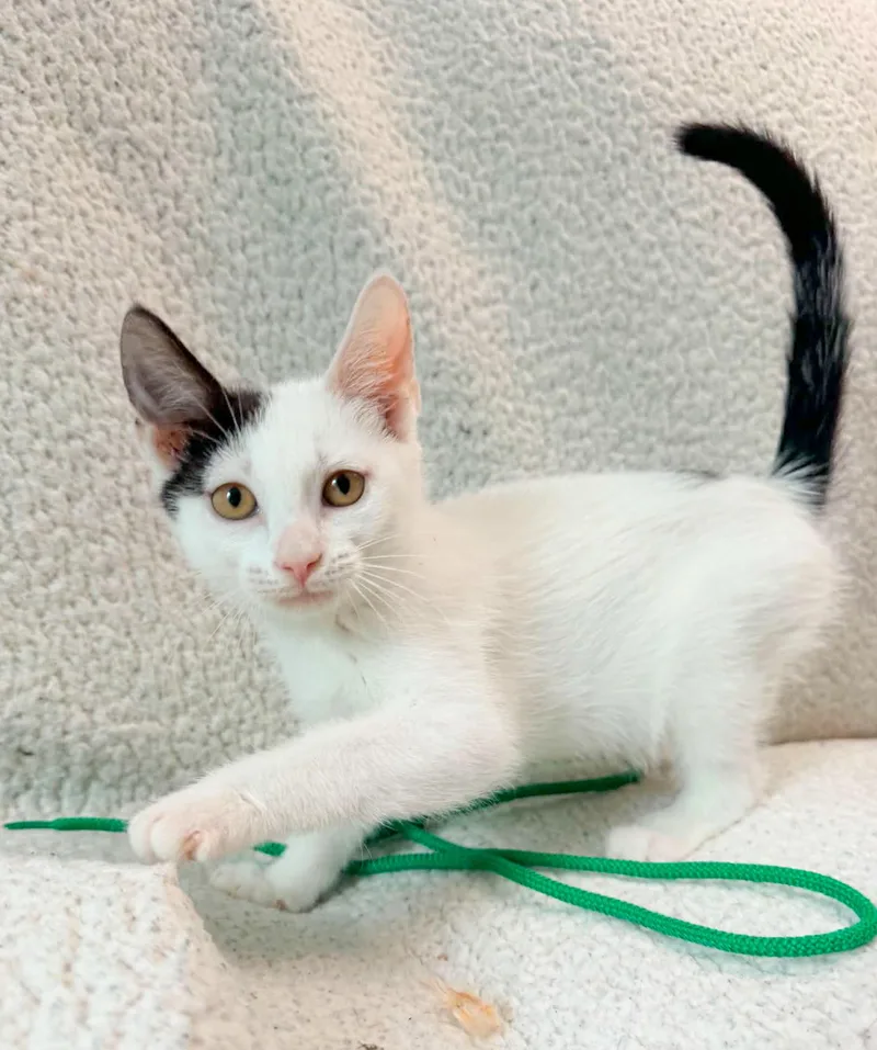 A baby medium-sized male Black & White / Tuxedo Domestic Short Hair cat named Echelon for adoption in Mullica Hill, NJ