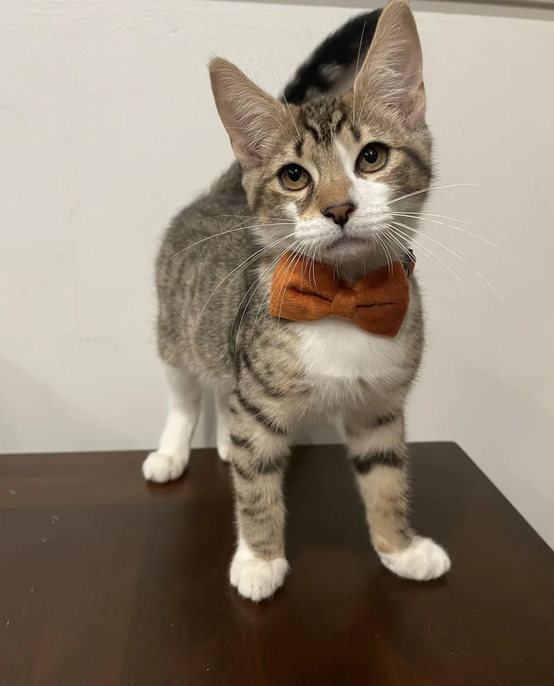 A baby small-sized male Tabby (Brown / Chocolate) Domestic Short Hair cat named Mango for adoption in Bayside, NY