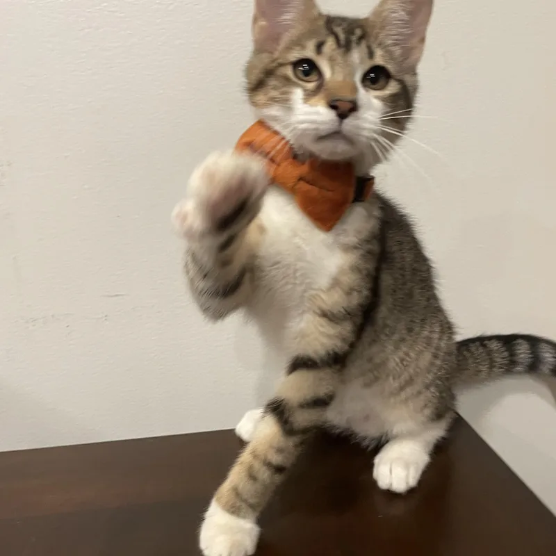 Mango thumbnail 3