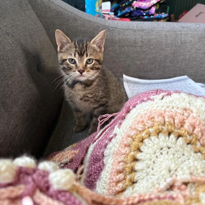 A baby small-sized male Brown / Chocolate Domestic Short Hair cat named Cleaves C for adoption in Princeton, MN