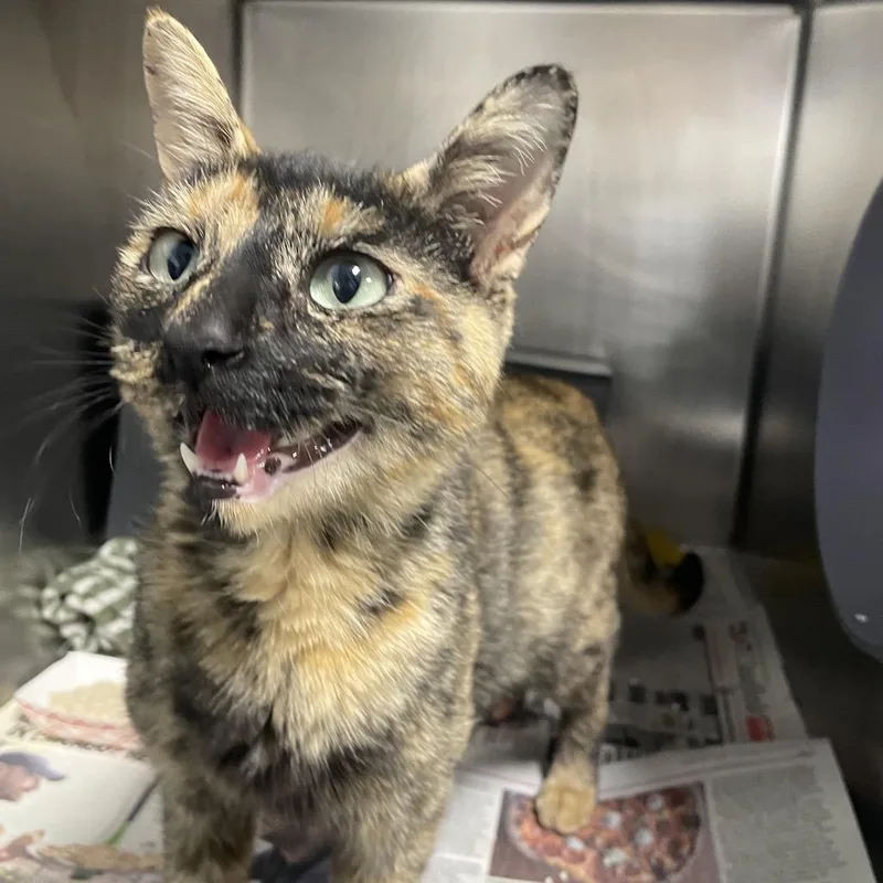 A young medium-sized female Black Domestic Short Hair cat named Manchitas for adoption in Chicago, IL