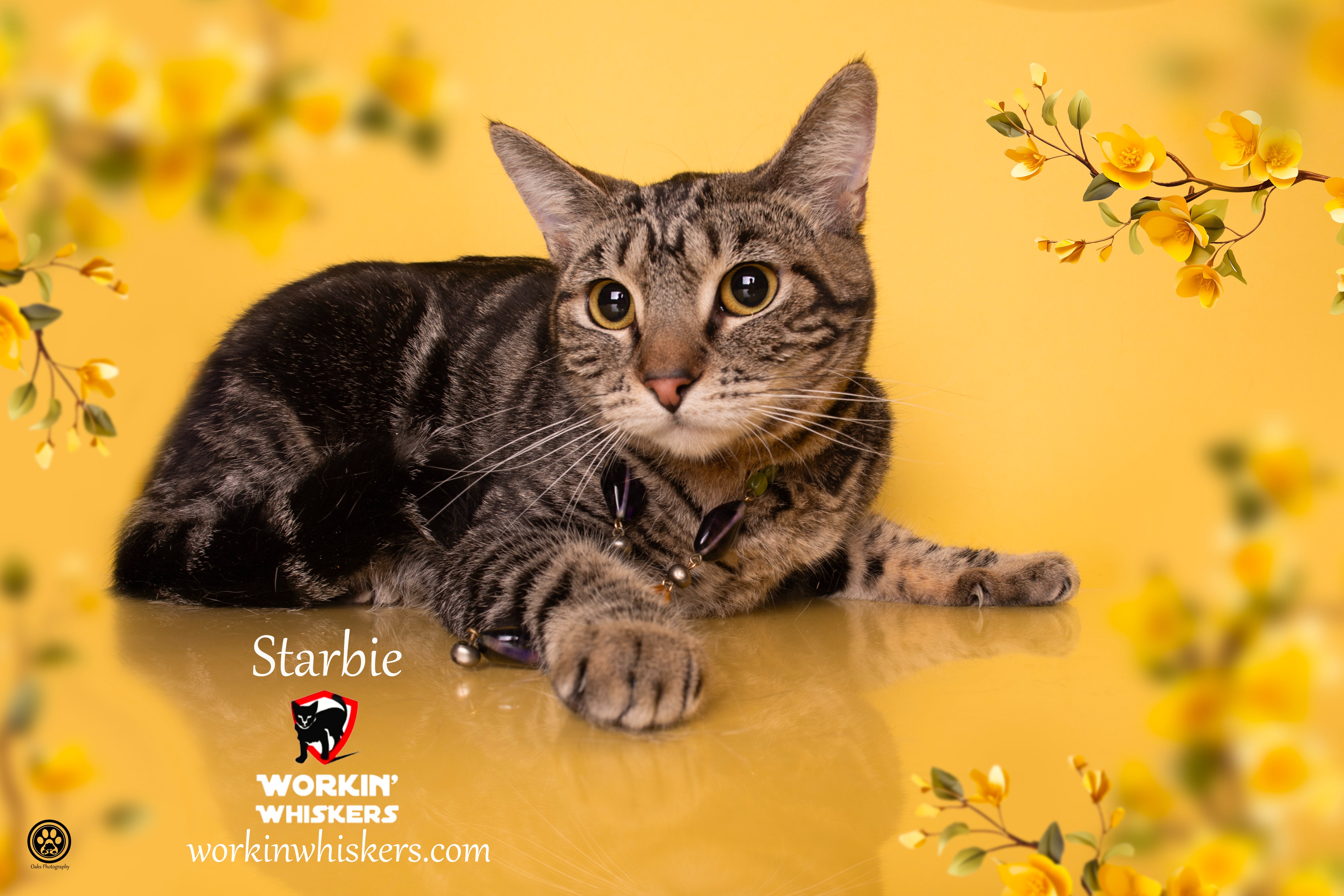 A young medium-sized female Tabby (Gray / Blue / Silver) Domestic Short Hair cat named Starbie for adoption in HEMET, CA
