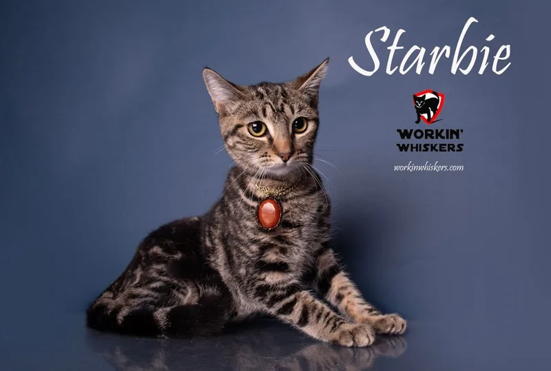 Starbie thumbnail 3