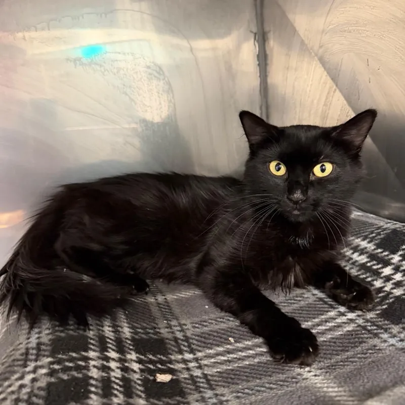 A young medium-sized female Black Domestic Short Hair cat named Winnie for adoption in Hampton Bays, NY