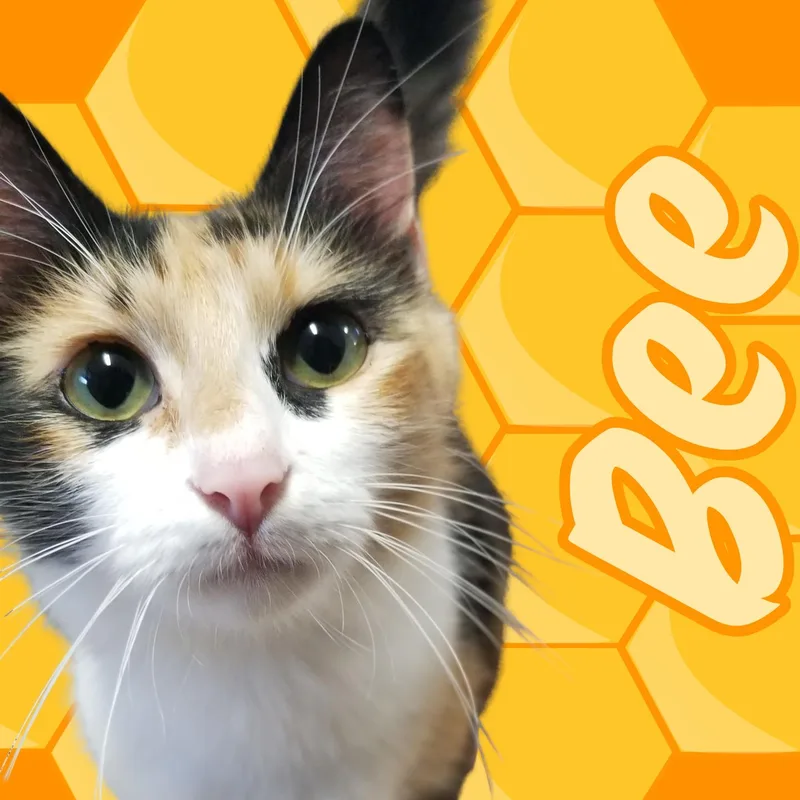 Bee thumbnail 5