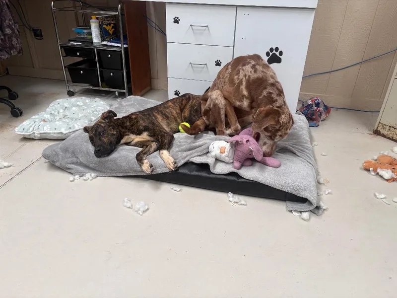 A young medium-sized male Pit Bull Terrier dog named Chance for adoption in Findlay, OH