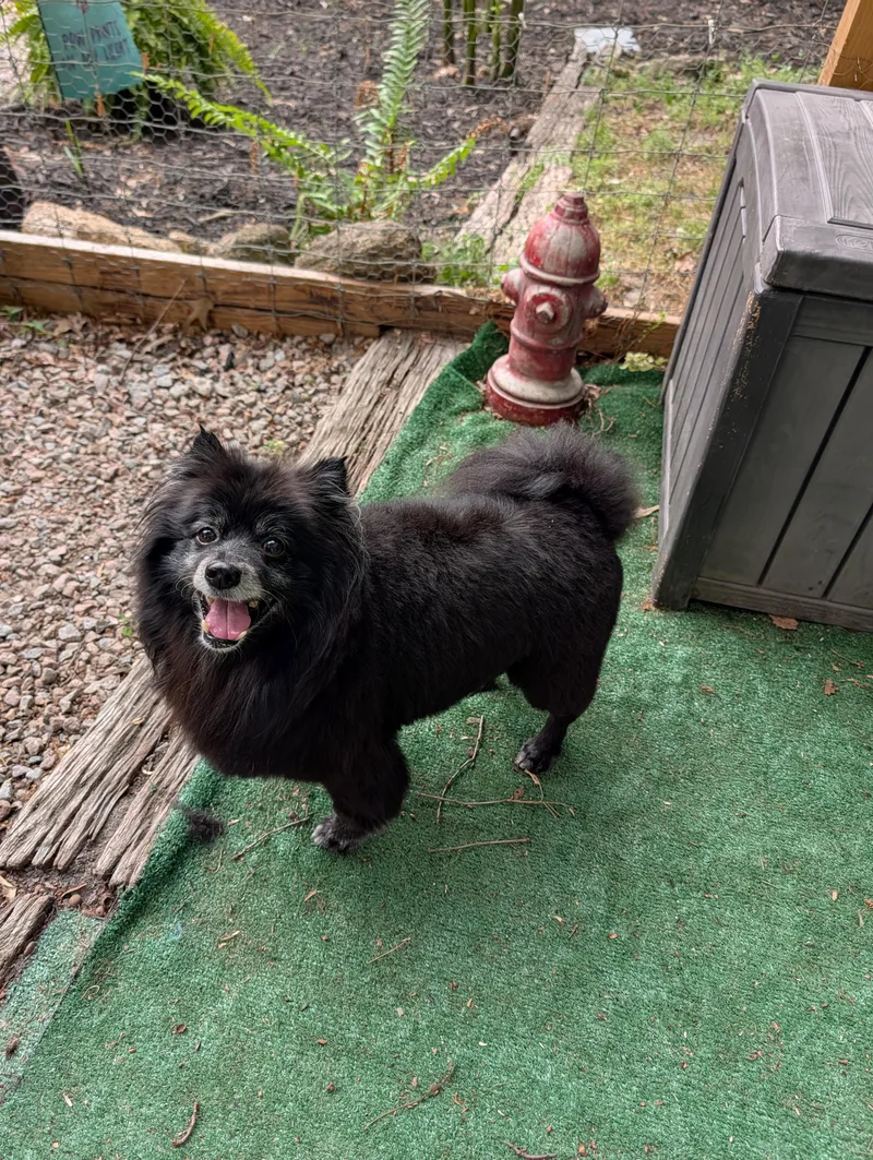 A senior small-sized male Pomeranian dog named Coco for adoption in Richmond, VA