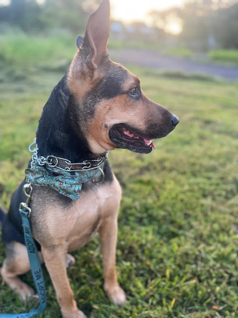 An adult large-sized male German Shepherd Dog dog named Mo for adoption in Milwaukie, OR