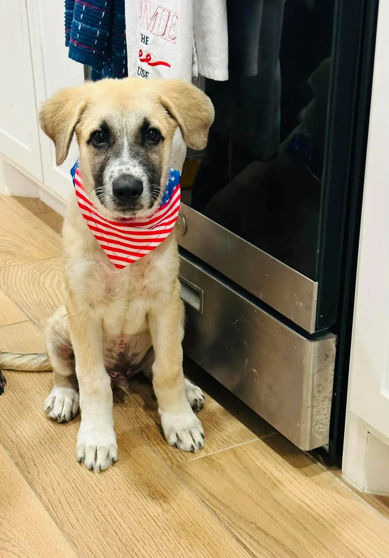 A baby large-sized male Apricot / Beige Anatolian Shepherd dog named Poppy for adoption in San Antonio, TX