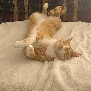 An adult large-sized male Domestic Short Hair cat named Chester for adoption in Woodstock, GA