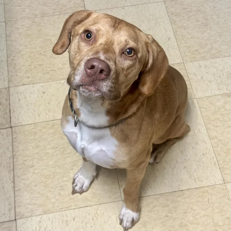 An adult medium-sized male Red / Chestnut / Orange Mixed Breed dog named Brock FC ML for adoption in Union, MO