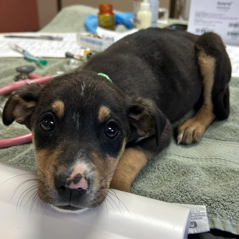 A baby small-sized male Black Mixed Breed dog named Sting for adoption in Flagstaff, AZ