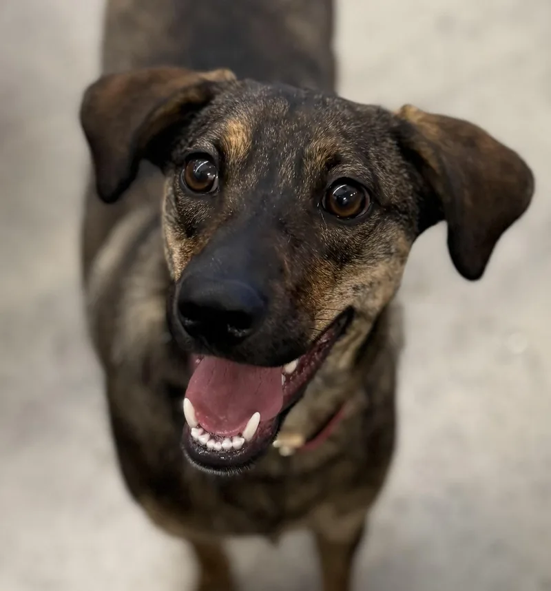 A young medium-sized female Brindle Plott Hound dog named Sasha for adoption in New Rochelle, NY