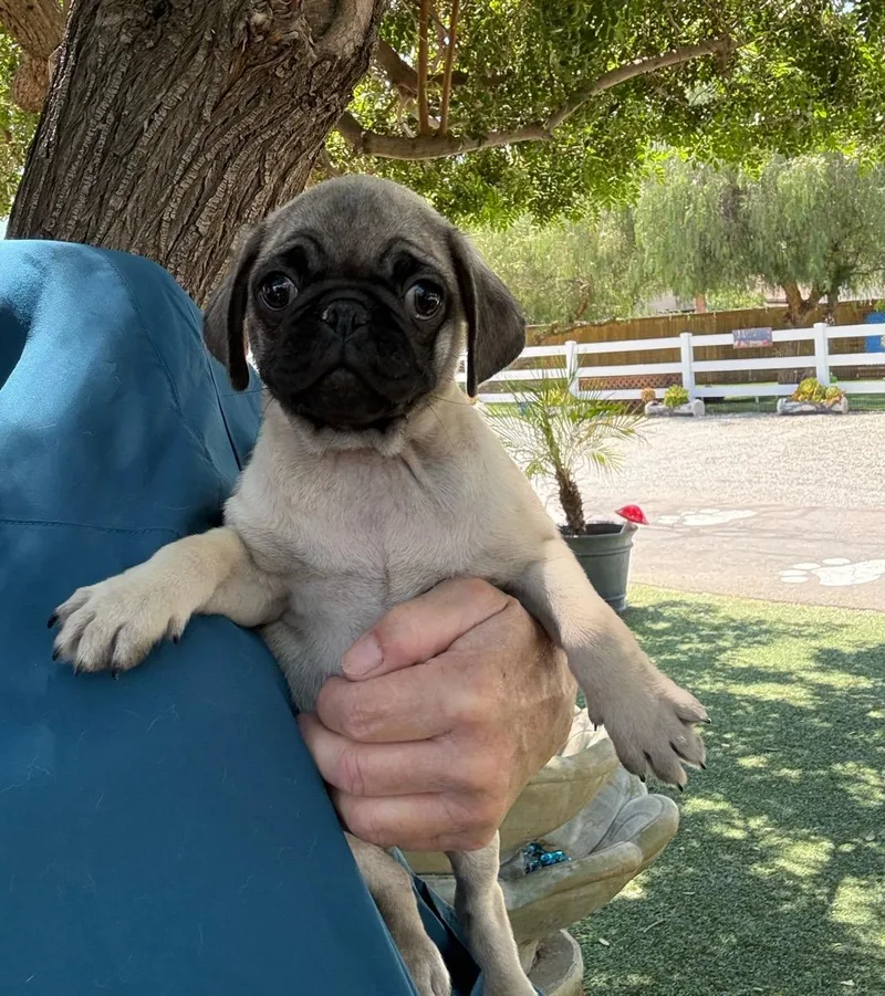 A young small-sized male Yellow / Tan / Blond / Fawn Pug dog named Zeke for adoption in Temecula, CA