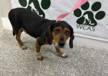 An adult medium-sized male Beagle dog named Flipper for adoption in Tampa, FL