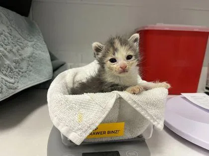 A baby small-sized female Gray / Blue / Silver Domestic Short Hair cat named Corn Maze for adoption in Kansas City, MO