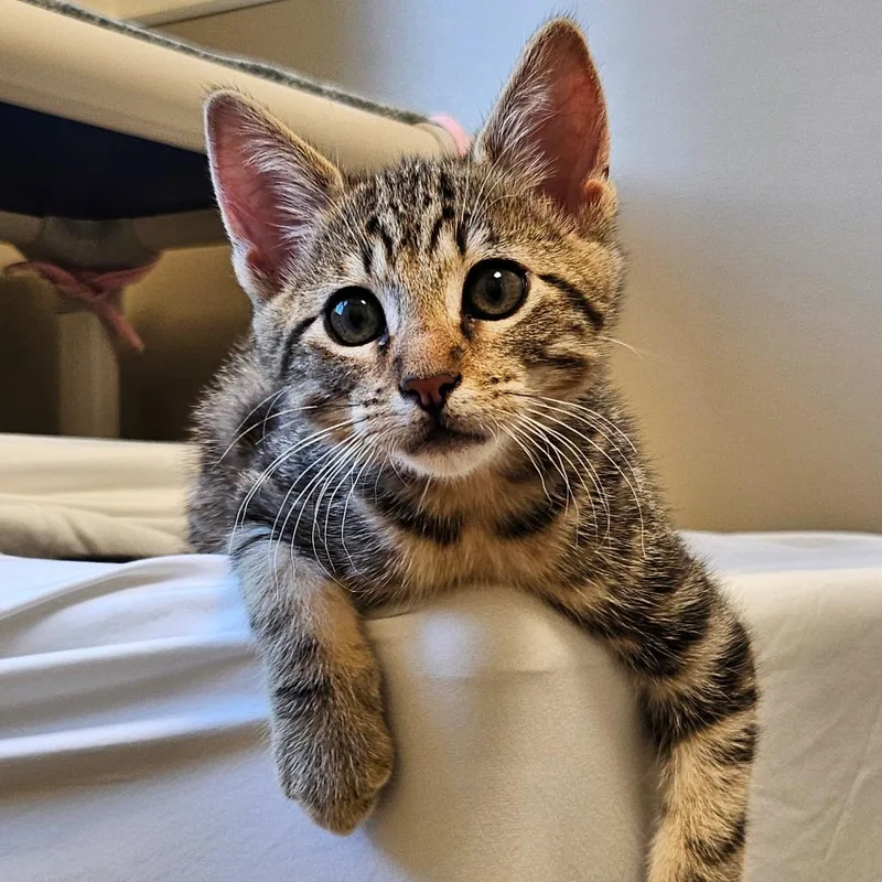 A baby small-sized male Brown / Chocolate Domestic Short Hair cat named Ninja Tiger for adoption in Sonoma, CA