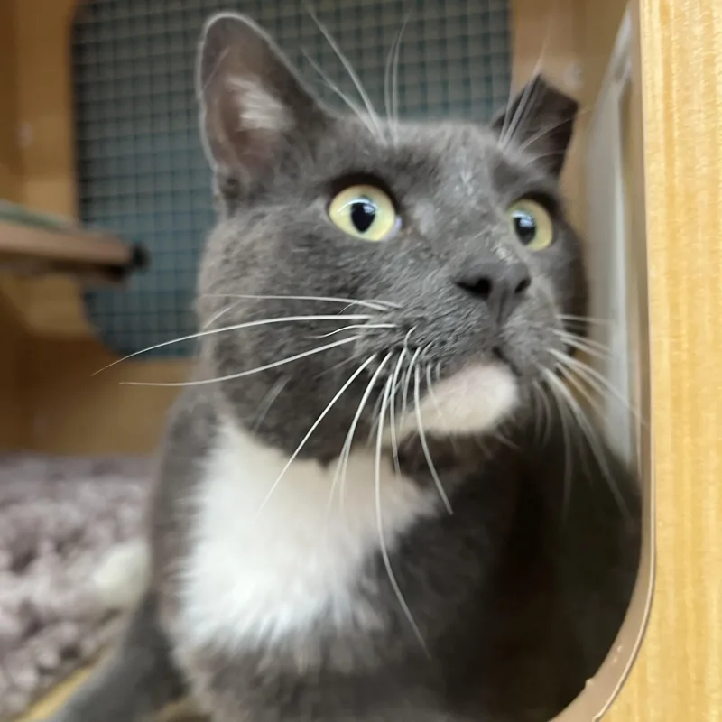 An adult large-sized male Gray & White Domestic Short Hair cat named Charlie for adoption in Manhattan, KS
