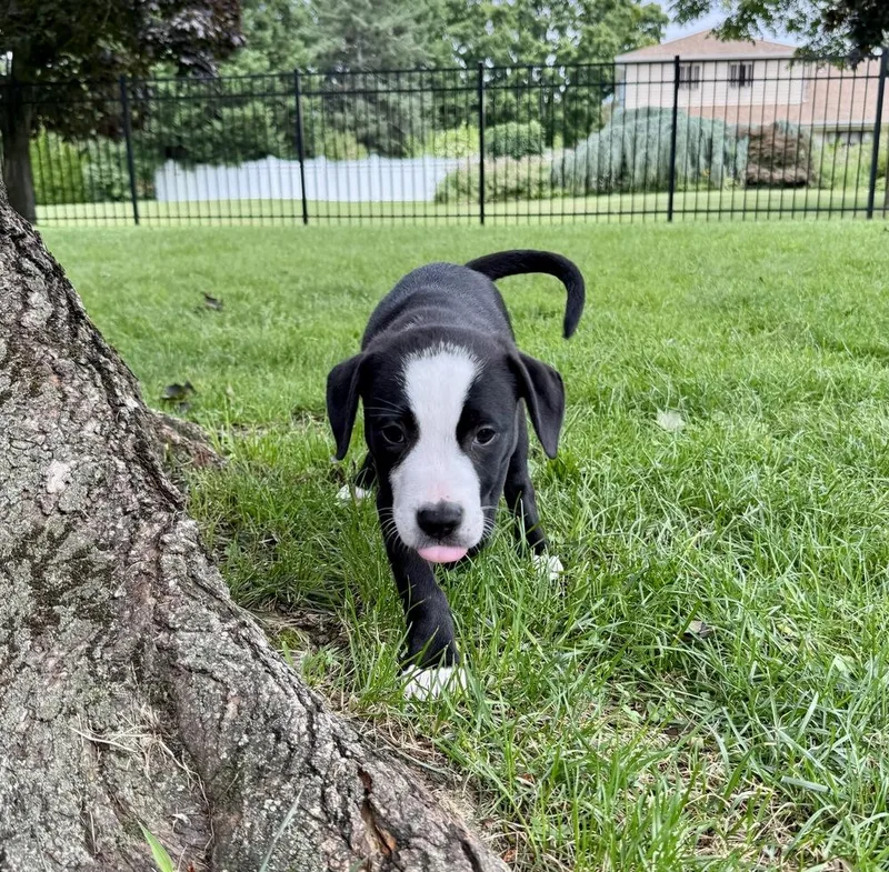 A baby large-sized female Tricolor (Brown, Black, & White) Labrador Retriever dog named Taco for adoption in Greenlawn, NY
