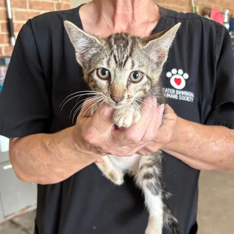 A baby small-sized female Brown / Chocolate Domestic Short Hair cat named Balli for adoption in Birmingham, AL