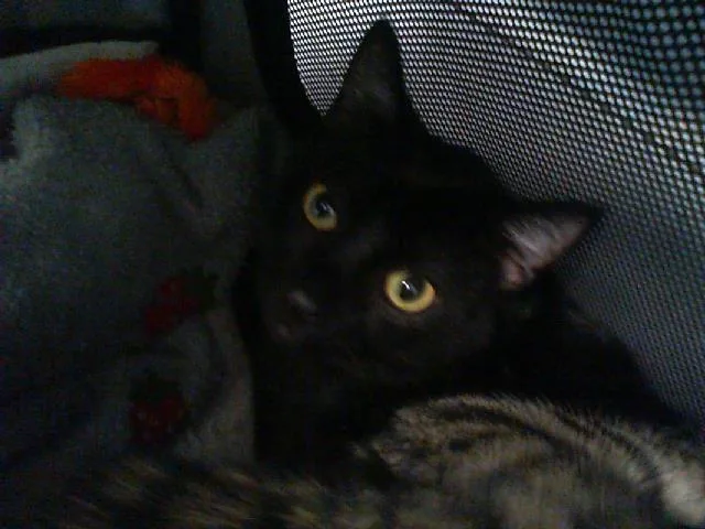 A young small-sized male Domestic Short Hair cat named Panther for adoption in Charlotte, NC